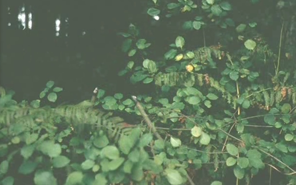 Tập tin:Collateral damage1.jpg