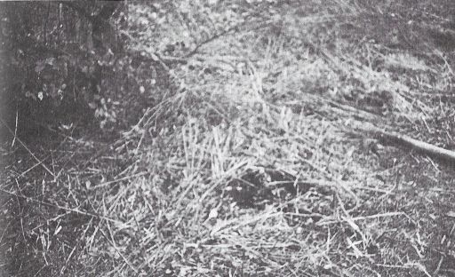 Elimination point of the approx. 5 m fir tree. Upper left: The small beech bush standing behind the fir tree, to the right of it, slightly below the centre of the picture, a mole heap. In between was the eliminated fir tree. There were no traces on the ground indicating that another tree had stood in front of the beech bush. Only the beech bush itself testified to this, because no branches had grown on the fir side. (Photo: "Billy" Eduard Albert Meier)