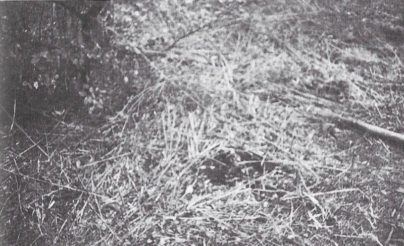 Tập tin:Photo-zeugenbuch-p121.jpg