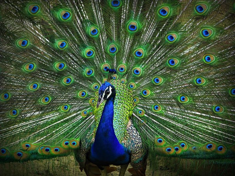 Tập tin:Peacock.jpg