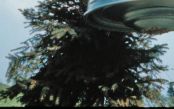 #841.[145] Enhanced and zoomed. The WCUFO of 7 meters is casting a shadow on the branches.