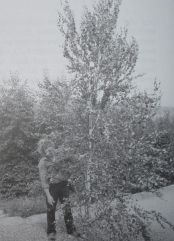 Engelbert Wächter holds the 5.5-meter tall crown piece of birch that was knocked down by lightning, which had gotten stuck in the branches of the tree and was taken down three months later. Photo from 23rd July, 1990 Freddy Kropf.[170]