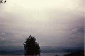 #71.[37] Semjase flying with her beamship around a wettertanne (weather pine) 14m height (the tree later eliminated by Semjase). Pfaffikersee in background. 9th July 1975.