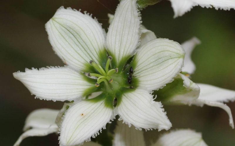 Tập tin:Flowers veratrum album.jpg